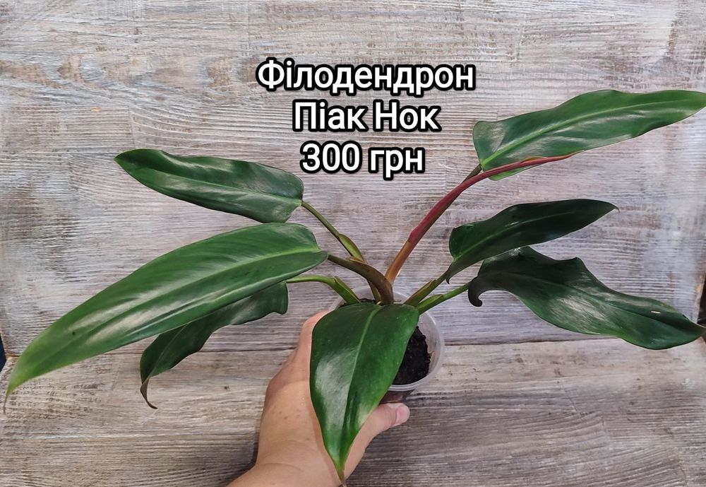 Філодендрон Принц Оранж,Білітай, Біла Принцеса, Чорний Кардинал
