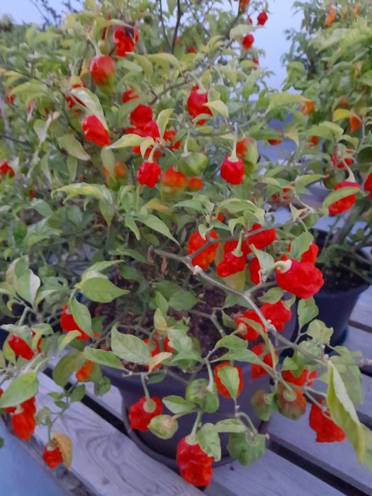 QUEIME A LINGUA - Molho picante