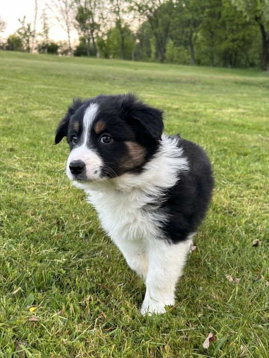 Suczka Border Collie tricolor