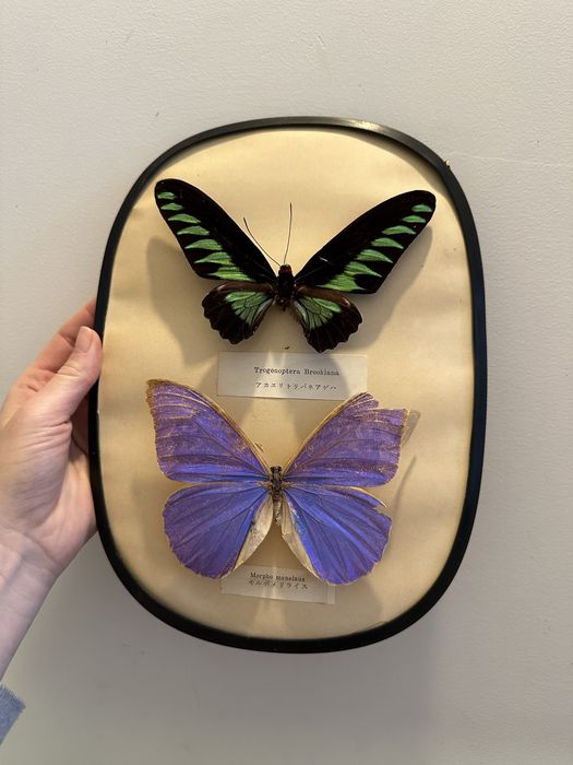 Borboletas vinatege com moldura antiguidade