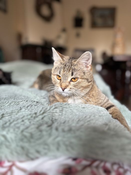 6 miesieczna kotka szuka domu