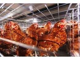 Пропонується інкубаційне яйце курей кросу Тетра СЛ.