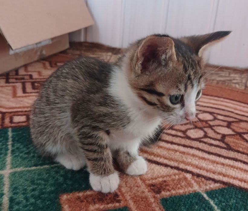 Віддаємо даром милих кошенят