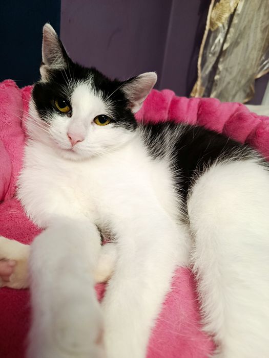 Kot kotka do adopcji