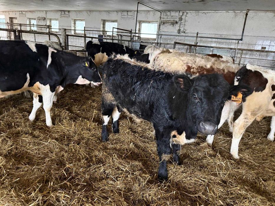 Byczki odsadki mieszańce hf