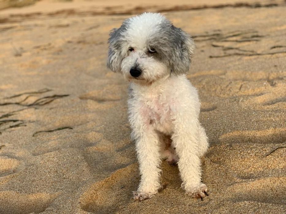 Caniche Médio macho procura fêmea para reprodução