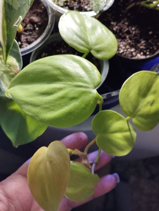 Філодендрон лайм