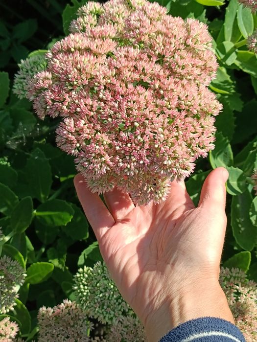 Продам излишки Очиток видный очиток высокий розовый многолетний