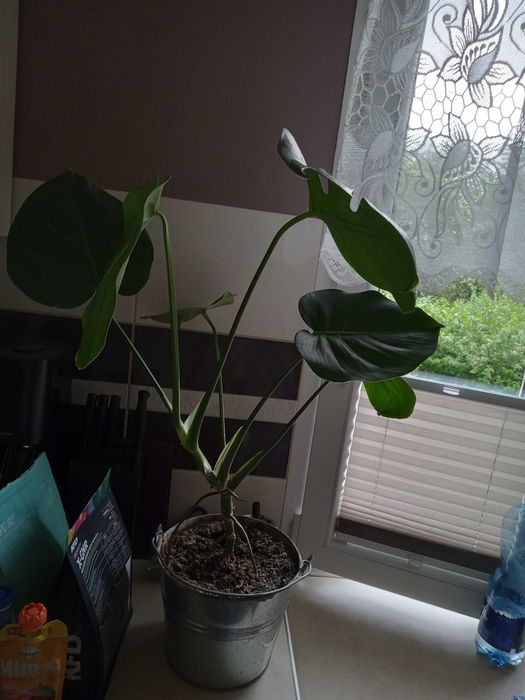 Monstera w wiaderku