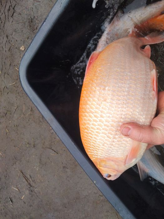 Karaś welonek koi lin złoty amur orfa