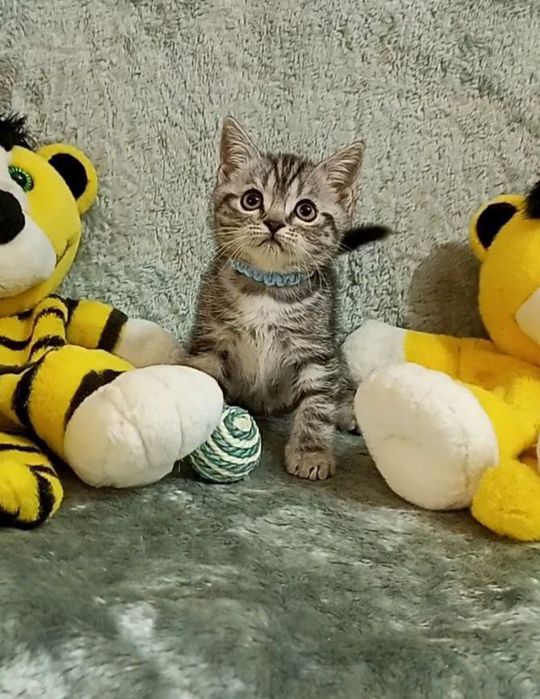 Котята : Славные ребята , наши мраморята .