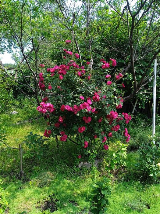 Розы троянди плетущ еся