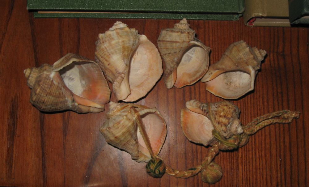 Ракушки рапана 6 штук, не лакированные, без запаха