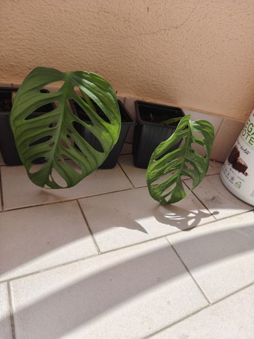 Monstera oblíqua adansonii.