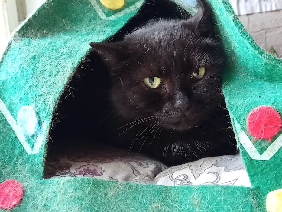 Spokojna i nieśmiała Matcha