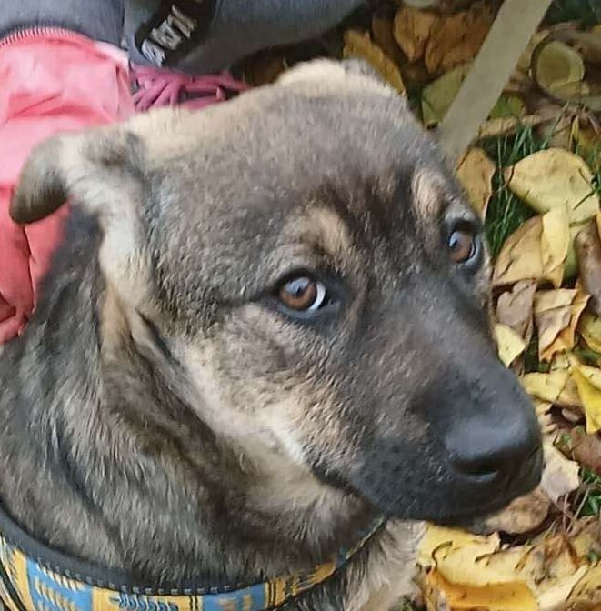 Неймовірна дівчинка АЛЬБА шукає свою люблячу родину!