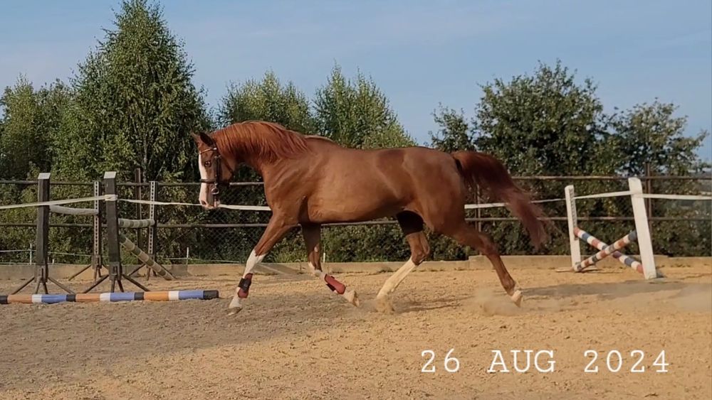 Wybitna klacz arabska (kuc) | Na MATKĘ