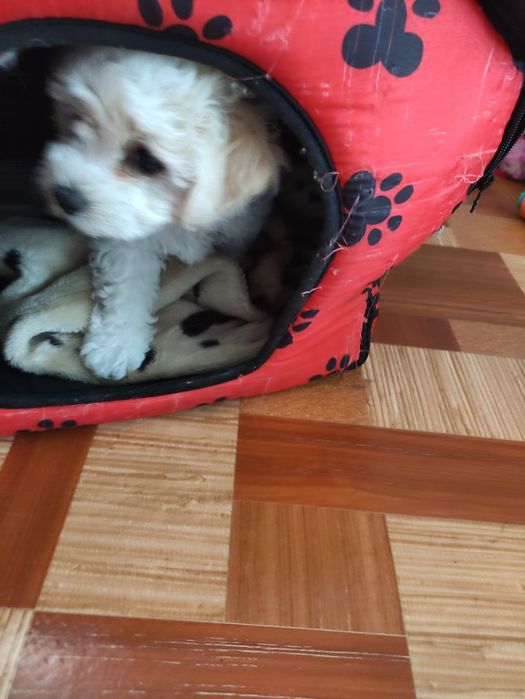 Бішони-пухнасті янголи