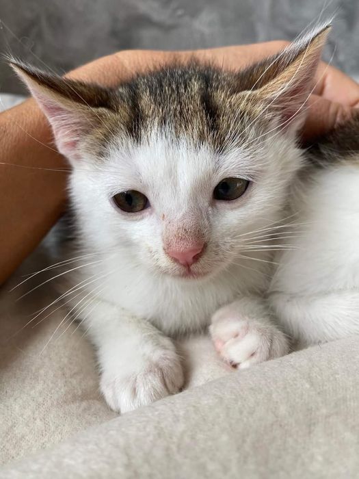 Cypiski, śliczne rodzeństwo z rowu