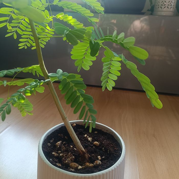 Flamboyant (Delonix regia) – 40 cm – Vaso Cerâmico Incluído