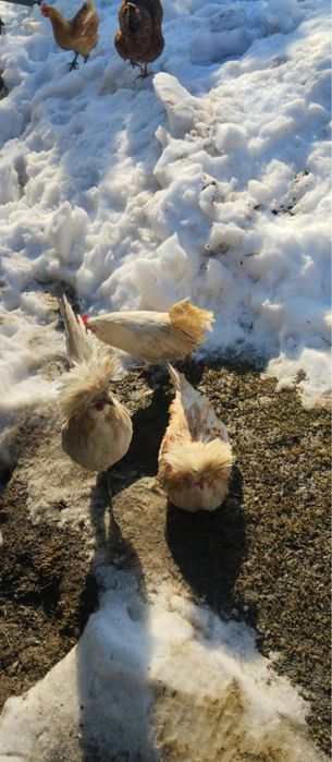 Sprzedam kaczki/kaczory