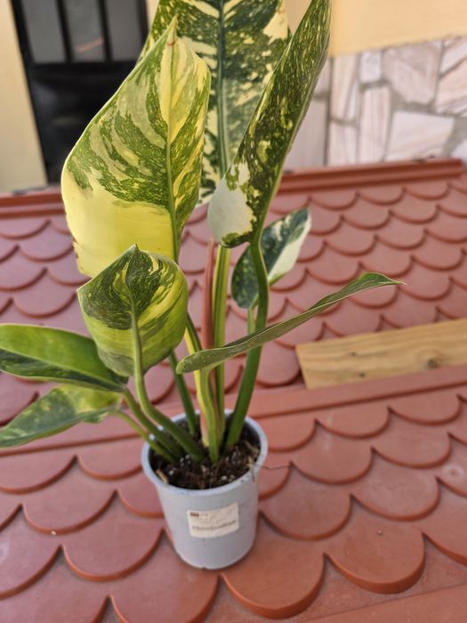 Philodendron Green Congo Variegata