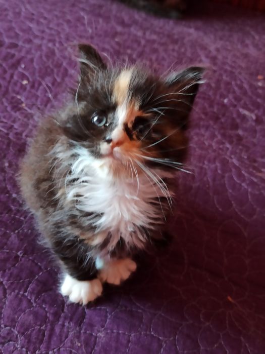 Малята мейн куни шукають родину.