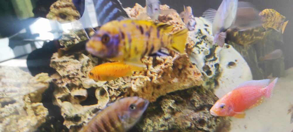Rybki akwariowe Pyszczaki metriclima zebra gold