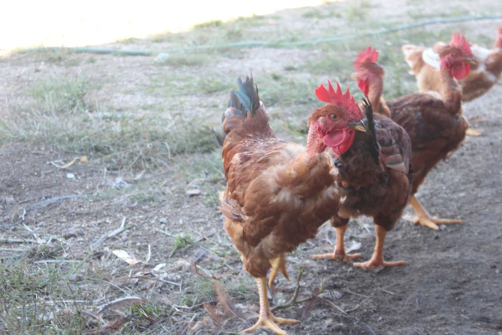 Galos para cabidelas e Ovos das nossas Galinhas criadas ao ar livre