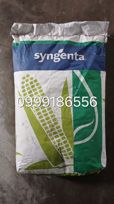 Семена  кукурузы  СИ АМБАДОР  . Фао 230