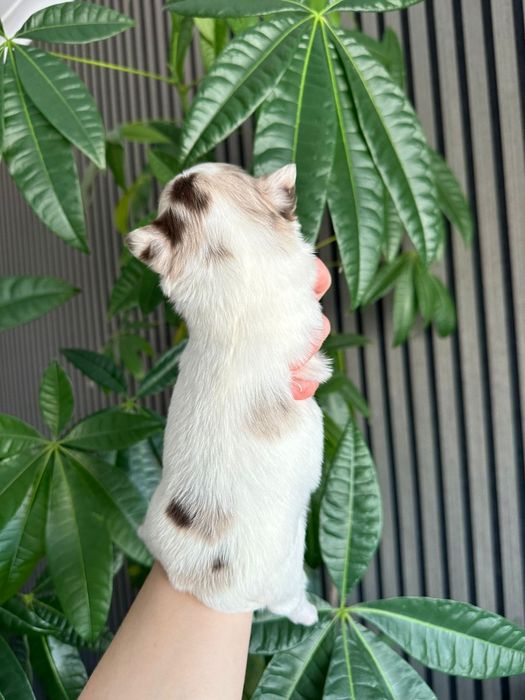 Chihuahua branco e merle menino pêlo longo.  Olhos verdes.