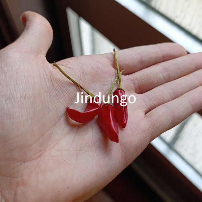 Sementes Pimentas64584708574849121