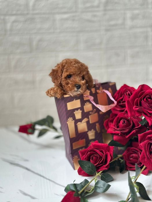 Красені та красуні мальтипу міні