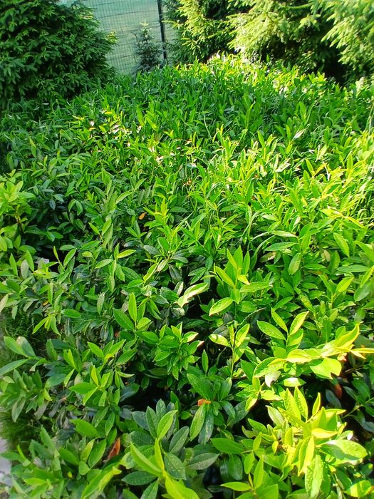 Laurowisnia cacasica 25 zl