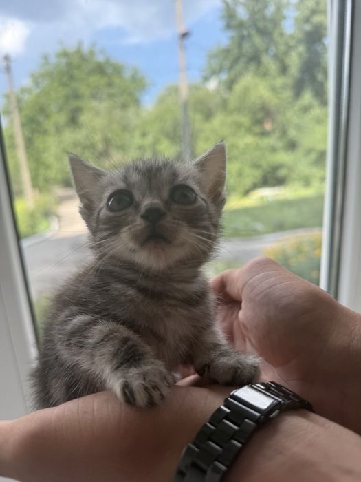 Віддам кошенят в добрі руки