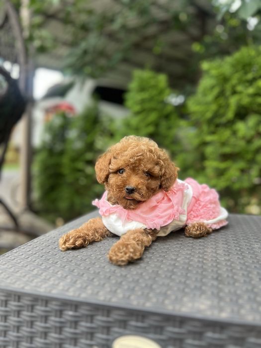 Vip мальтипу малышка