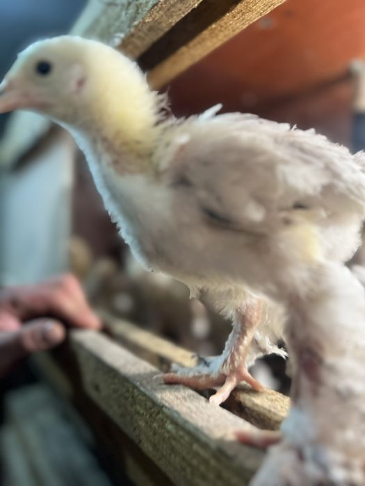Продам ціплята Колумбійської брами