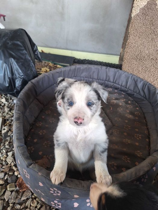 Border collie blue merle róznooki piesek Rabel