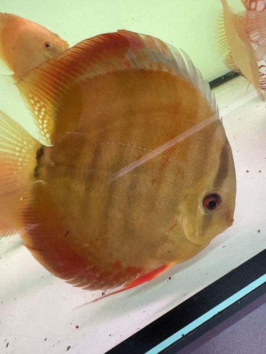 Paletki Dyskowce San Merah