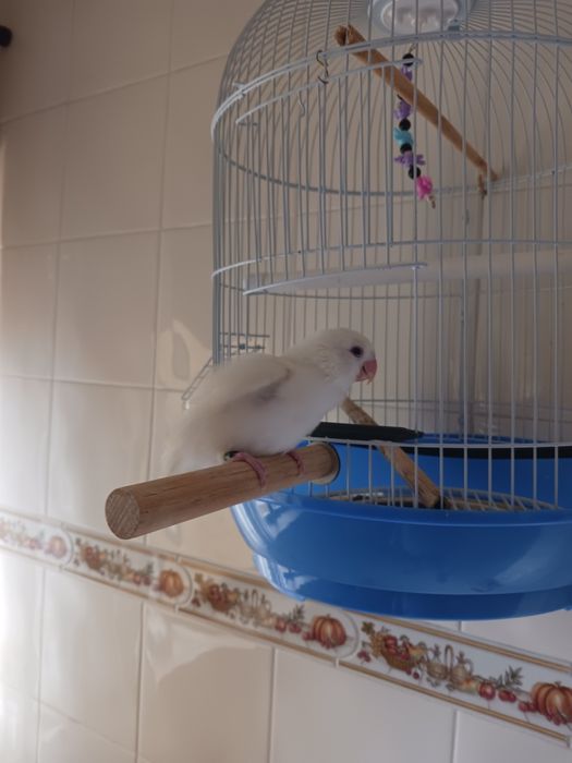Gaiola redonda para aves