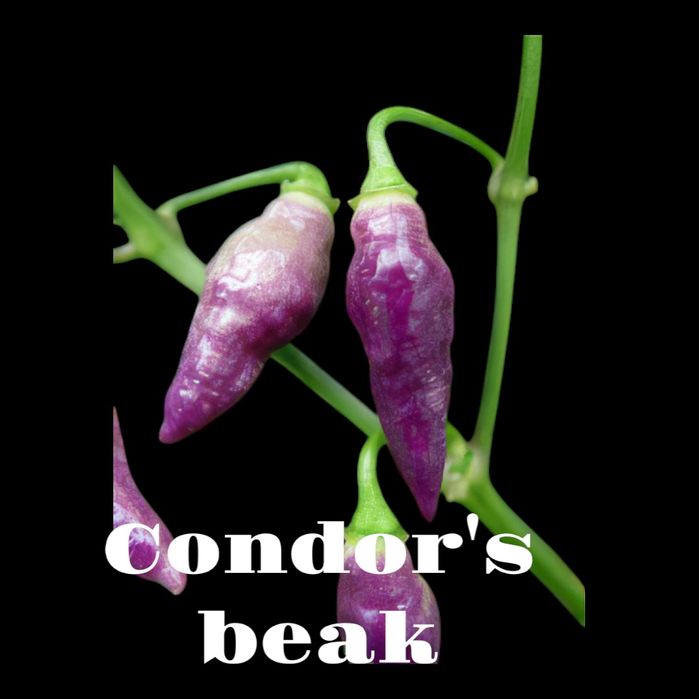 Vendo sementes de malaguetas/ pimentas com ofertas