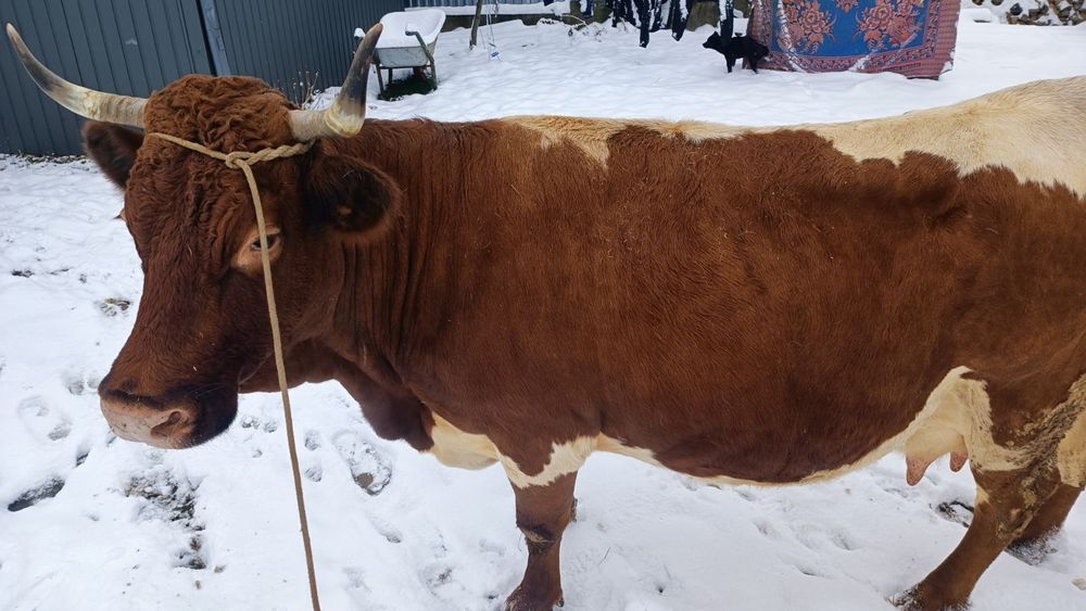 Продається корова після ростелу