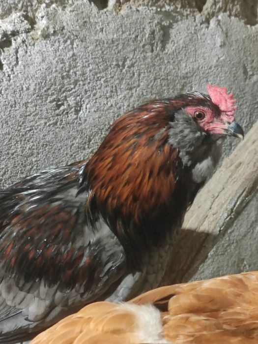 Півні Амераукана