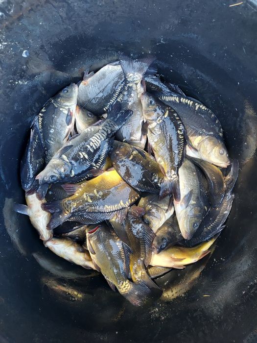 Karp, narybek, kroczek