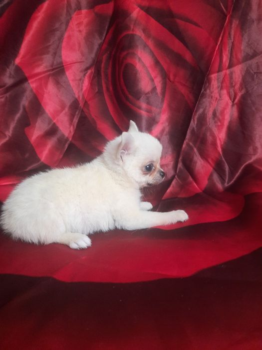 Карманная Собака-чихуахуа щенки  мальчики 3мес