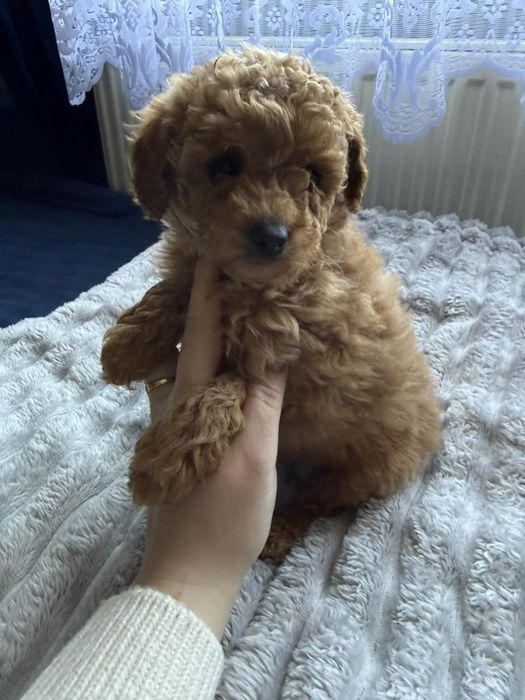 Maltipoo samiec piękny