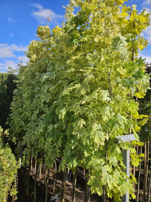 Klon szczepiony Esk Sunset 120-230cm . Tuja szmaragd