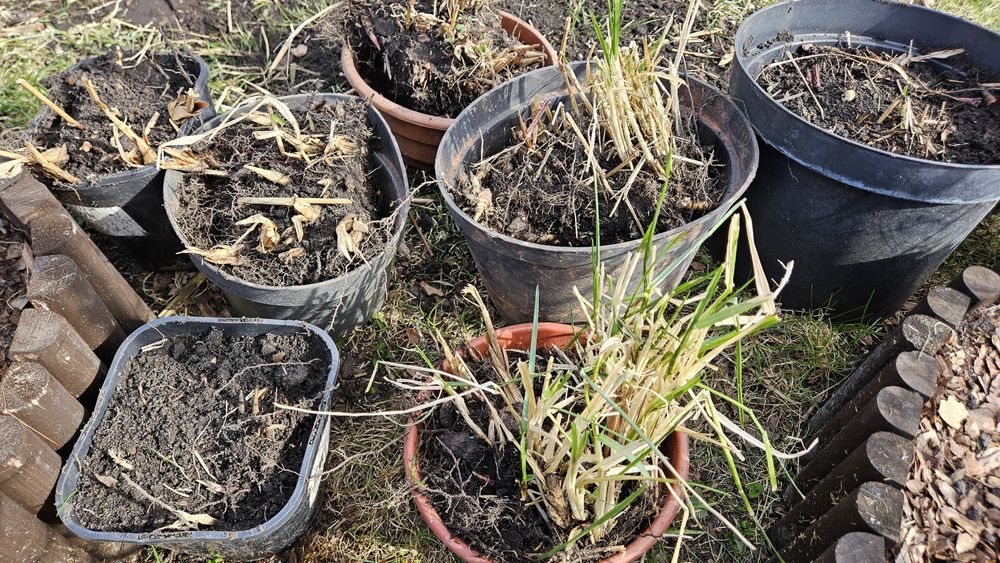 Trawa ozdobna Miskant chinski