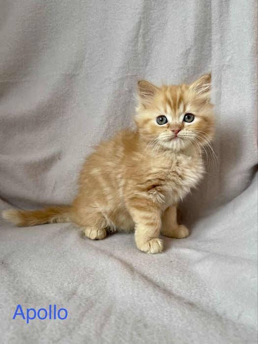 Koty perskie, kot perski, pers