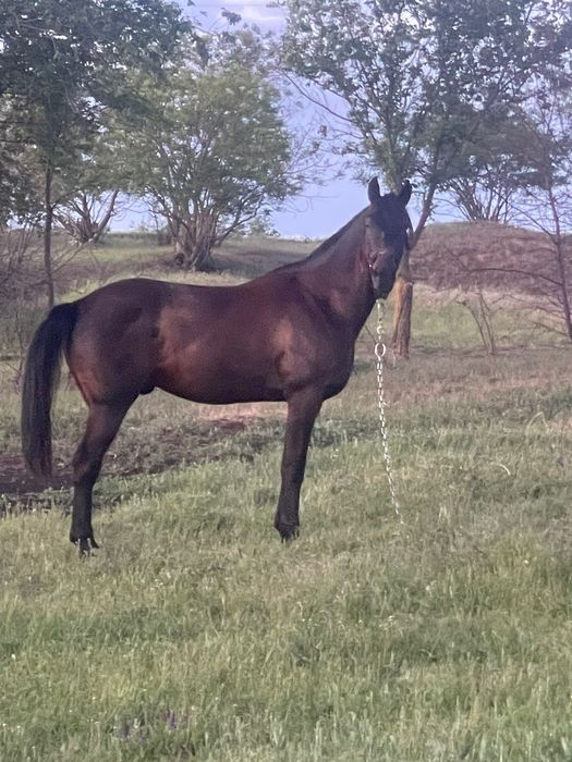 Продаётся орловской породы